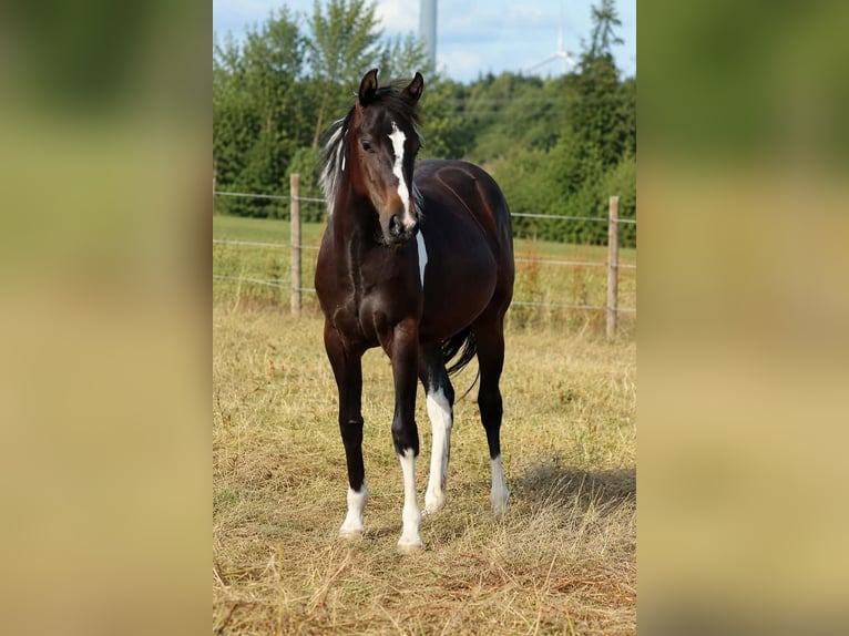 American Paint Horse Stute 1 Jahr 150 cm Tobiano-alle-Farben in Hellenthal