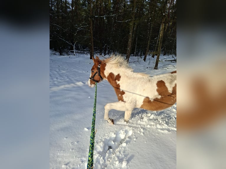 American Paint Horse Stute 1 Jahr 152 cm Red Dun in UELSEN