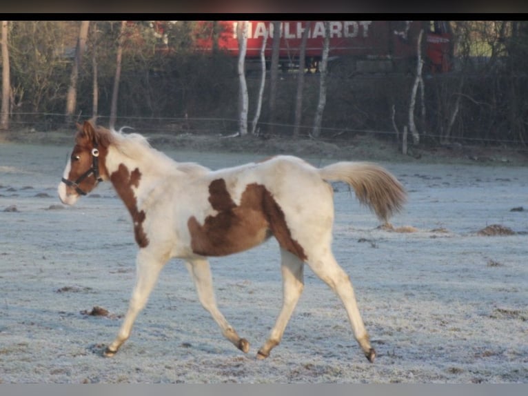 American Paint Horse Stute 1 Jahr 152 cm Red Dun in UELSEN