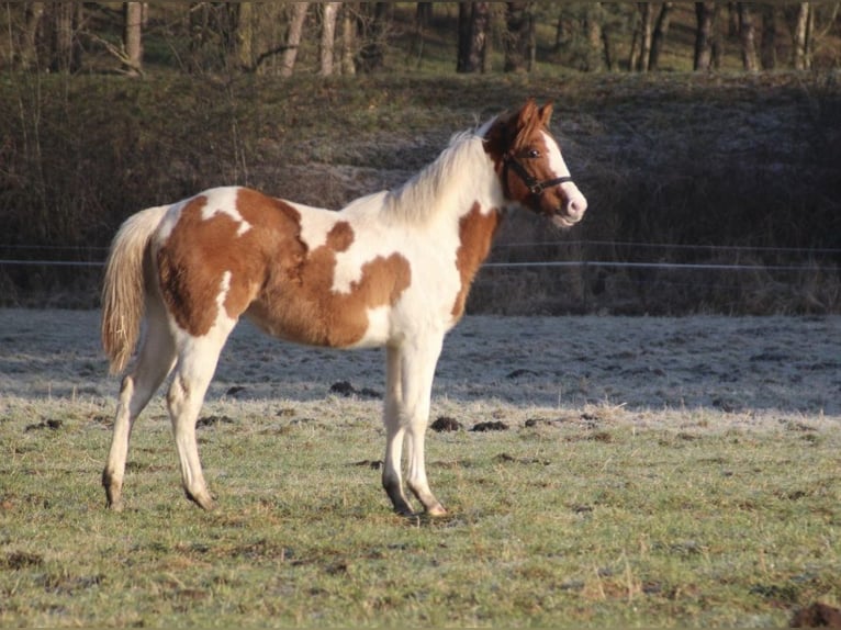 American Paint Horse Stute 1 Jahr 152 cm Red Dun in UELSEN