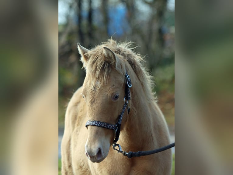 American Paint Horse Stute 1 Jahr 153 cm Champagne in Hellenthal