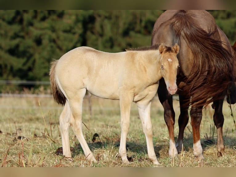 American Paint Horse Stute 1 Jahr 153 cm Champagne in Hellenthal