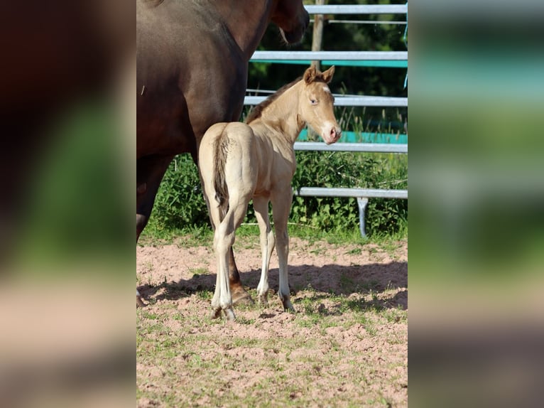 American Paint Horse Stute 1 Jahr 153 cm Champagne in Hellenthal