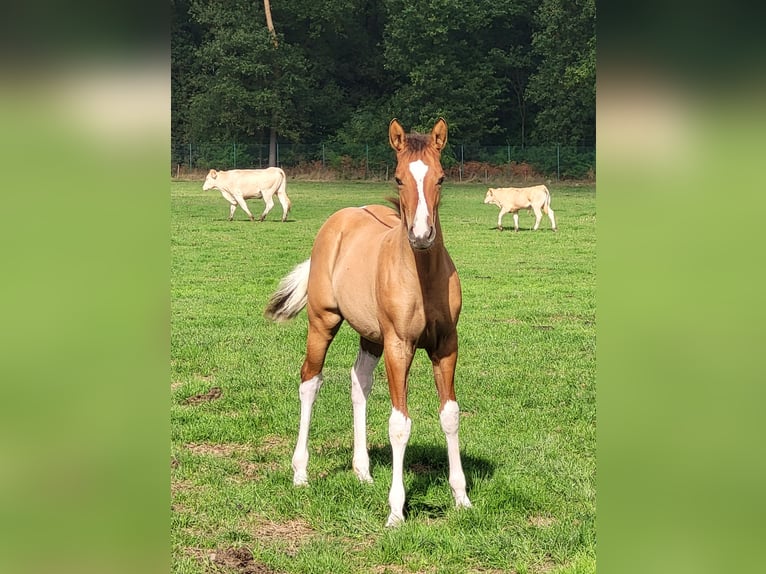 American Paint Horse Stute 1 Jahr 153 cm Falbe in Gangelt