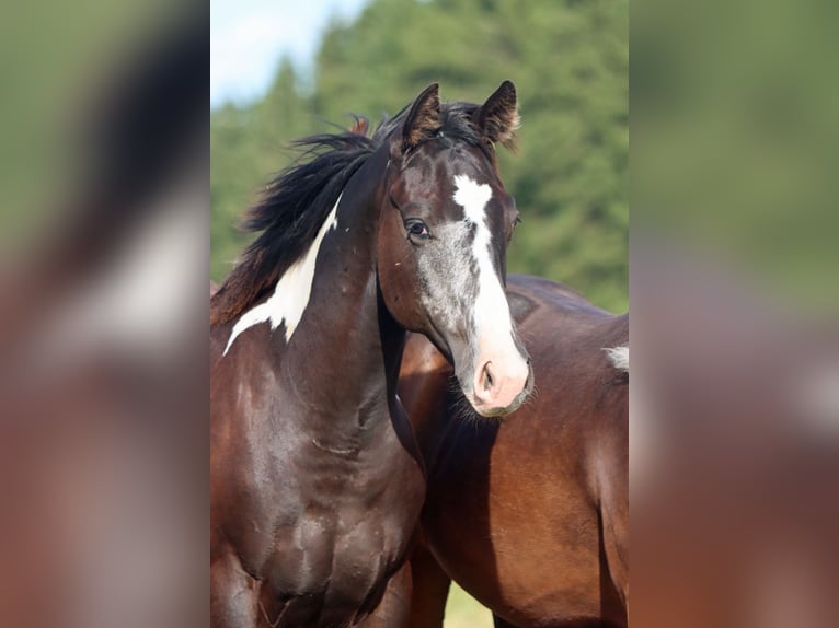American Paint Horse Stute 1 Jahr 153 cm Overo-alle-Farben in Hellenthal
