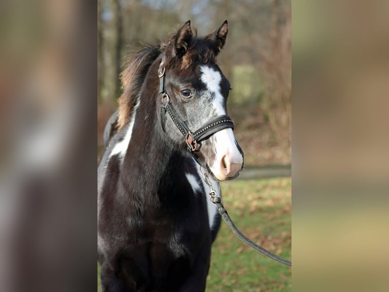 American Paint Horse Stute 1 Jahr 153 cm Overo-alle-Farben in Hellenthal