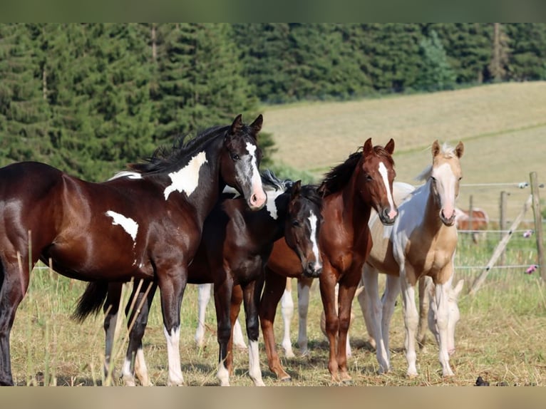 American Paint Horse Stute 1 Jahr 153 cm Overo-alle-Farben in Hellenthal