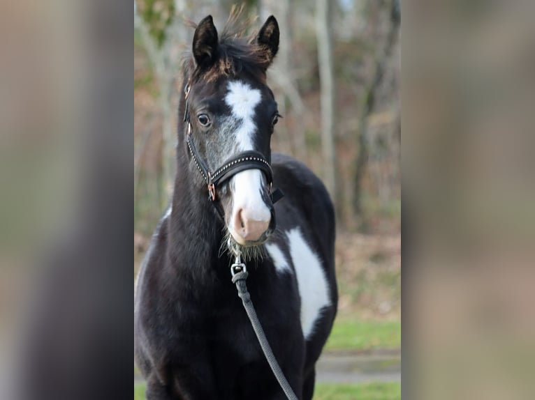 American Paint Horse Stute 1 Jahr 153 cm Overo-alle-Farben in Hellenthal