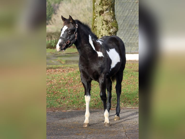 American Paint Horse Stute 1 Jahr 153 cm Overo-alle-Farben in Hellenthal