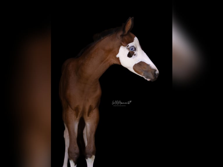 American Paint Horse Stute 1 Jahr 153 cm Tobiano-alle-Farben in Neukirchen/Erzgebirge