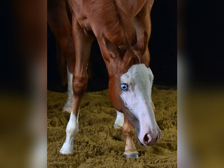 American Paint Horse Stute 1 Jahr 155 cm Fuchs in Obertaufkirchen