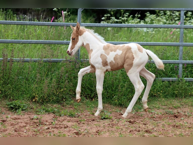 American Paint Horse Stute 1 Jahr 155 cm Tobiano-alle-Farben in Hellenthal