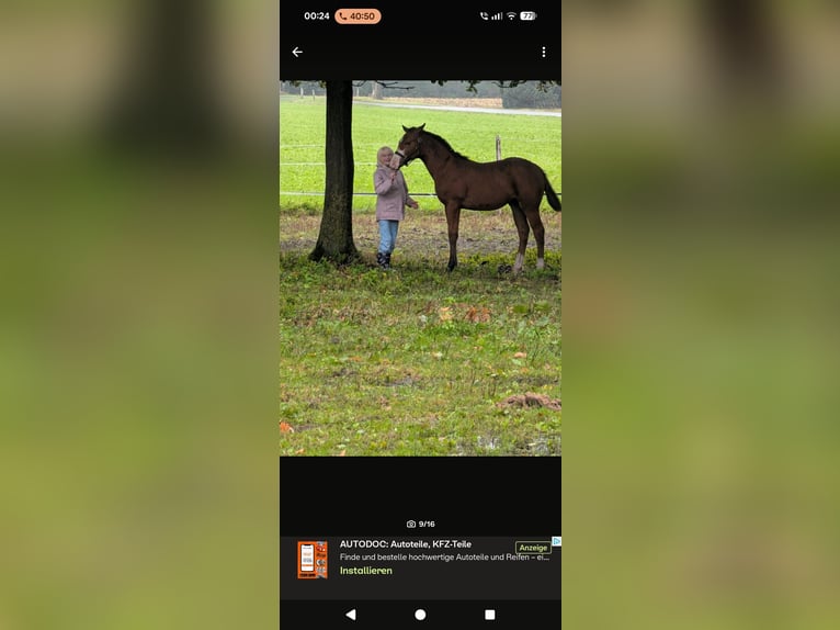 American Paint Horse Mix Stute 1 Jahr 160 cm Brauner in Leer (Ostfriesland)