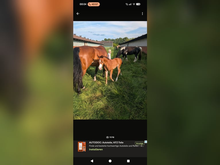 American Paint Horse Mix Stute 1 Jahr 160 cm Brauner in Leer (Ostfriesland)