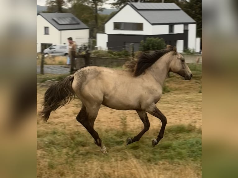American Paint Horse Mix Stute 1 Jahr 160 cm Falbe in Bastogne