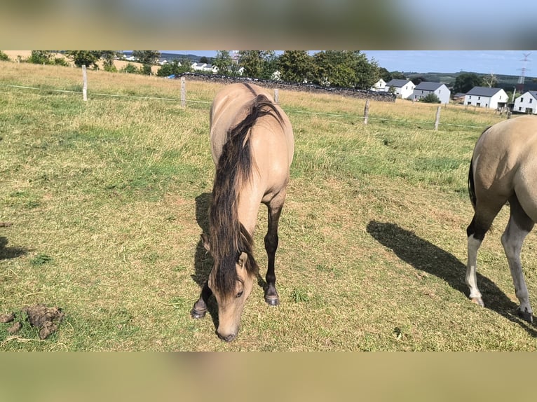 American Paint Horse Mix Stute 1 Jahr 160 cm Falbe in Bastogne