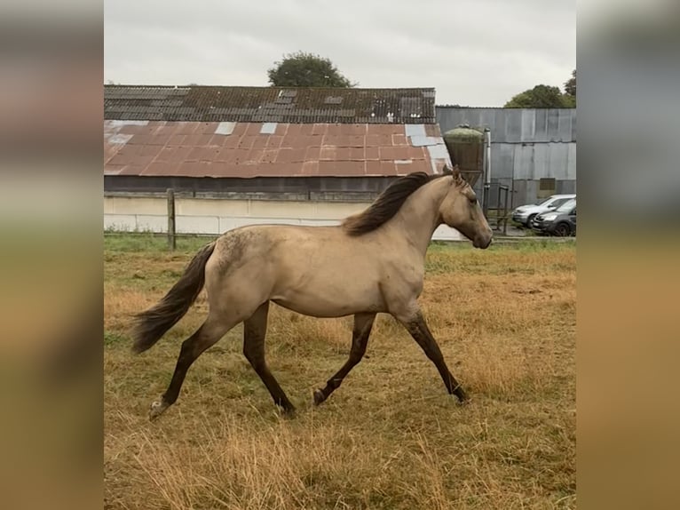 American Paint Horse Mix Stute 1 Jahr 160 cm Falbe in Bastogne