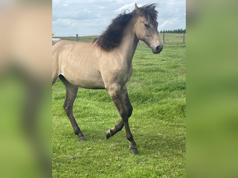 American Paint Horse Mix Stute 1 Jahr 160 cm Falbe in Bastogne