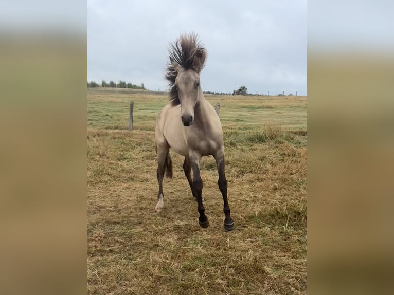 American Paint Horse Mix Stute 1 Jahr 160 cm Falbe in Bastogne