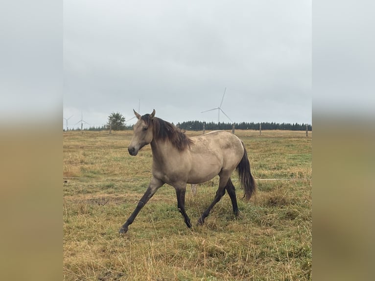 American Paint Horse Mix Stute 1 Jahr 160 cm Falbe in Bastogne