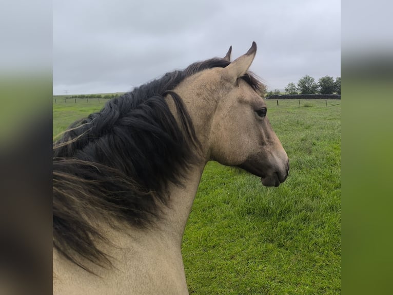 American Paint Horse Mix Stute 1 Jahr 160 cm Falbe in Bastogne