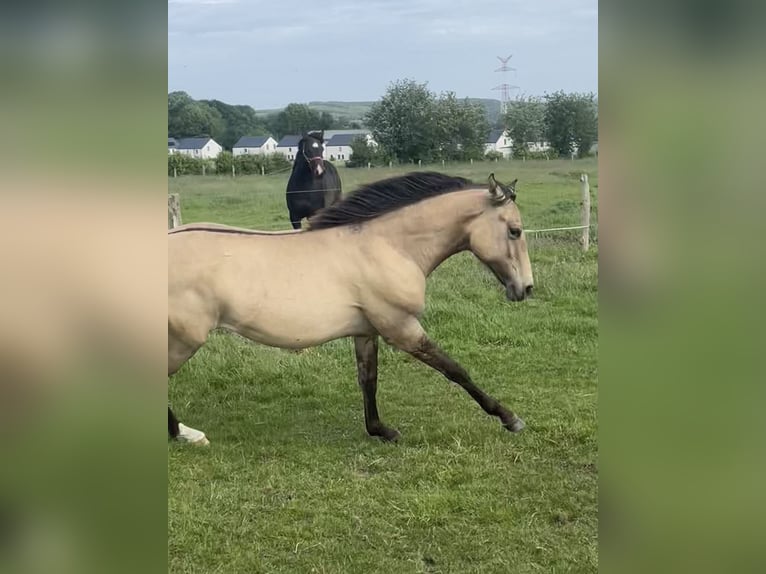 American Paint Horse Mix Stute 1 Jahr 160 cm Falbe in Bastogne