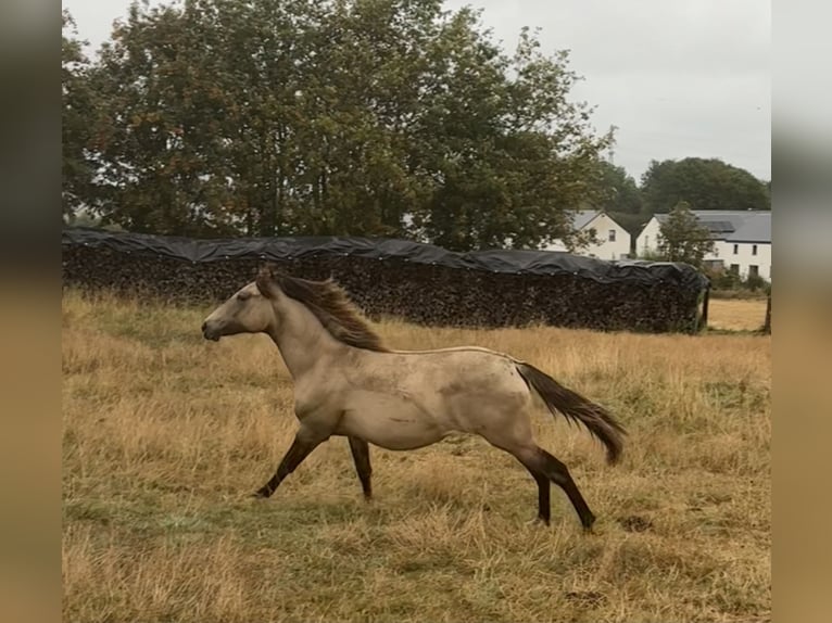 American Paint Horse Mix Stute 1 Jahr 160 cm Falbe in Bastogne