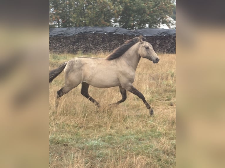 American Paint Horse Mix Stute 1 Jahr 160 cm Falbe in Bastogne