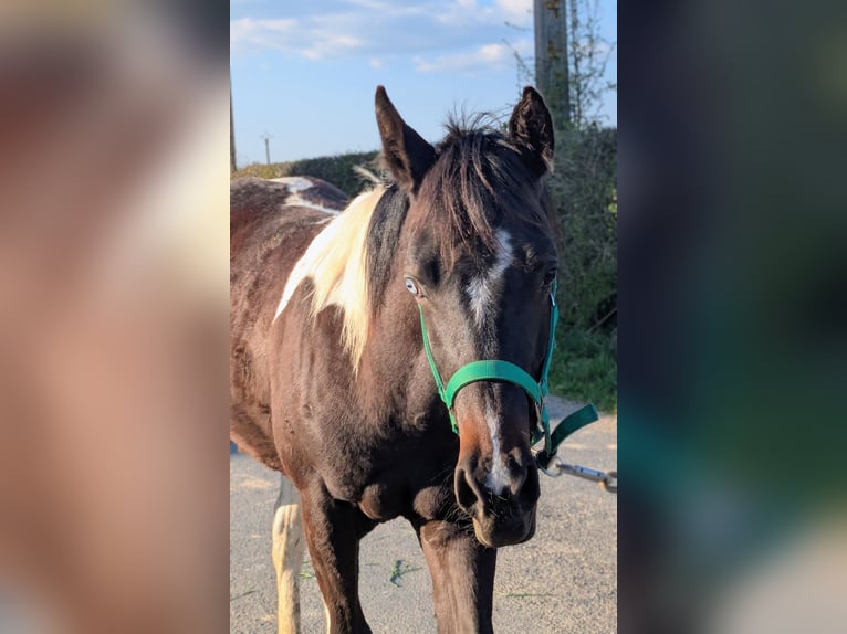 American Paint Horse Stute 1 Jahr 160 cm Tobiano-alle-Farben in Valence d'albigeois
