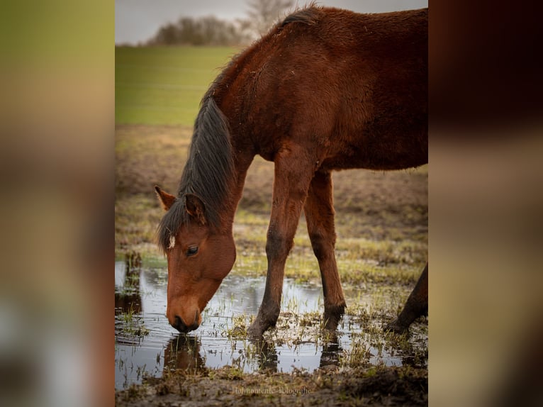 American Paint Horse Stute 1 Jahr Brauner in Grünow