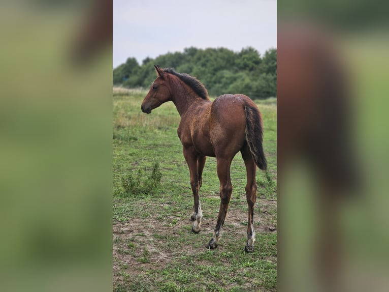 American Paint Horse Stute 1 Jahr Brauner in Grünow