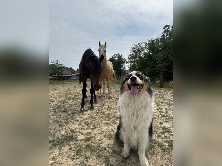 American Paint Horse Stute 1 Jahr Brauner in Zagreb