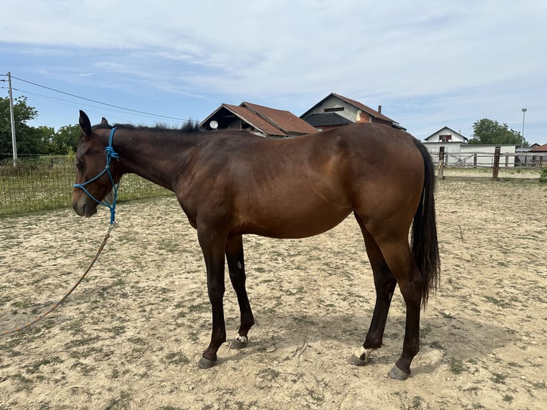 American Paint Horse Stute 1 Jahr Brauner in Zagreb