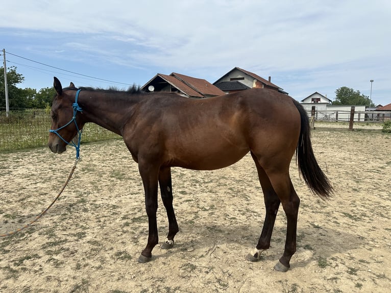 American Paint Horse Stute 1 Jahr Brauner in Zagreb
