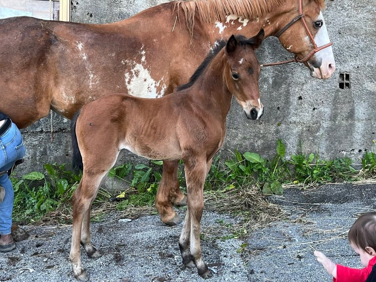 American Paint Horse Stute 1 Jahr Brauner in Grimacco