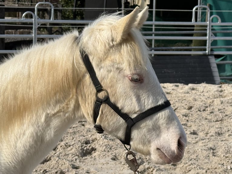 American Paint Horse Stute 1 Jahr Champagne in Aachen