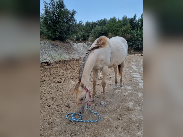 American Paint Horse Stute 1 Jahr Champagne in Caniles