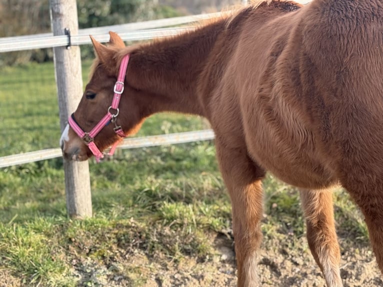 American Paint Horse Stute 1 Jahr Fuchs in Thodure
