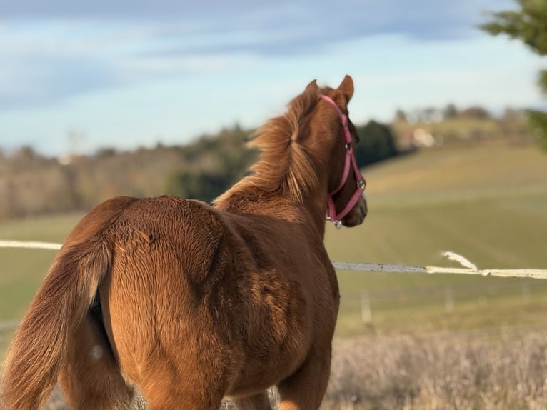 American Paint Horse Stute 1 Jahr Fuchs in Thodure