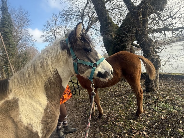 American Paint Horse Stute 1 Jahr Fuchs in Thodure