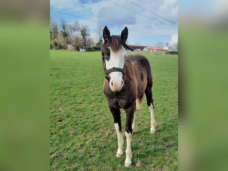 American Paint Horse Stute 1 Jahr Overo-alle-Farben in Sombacour