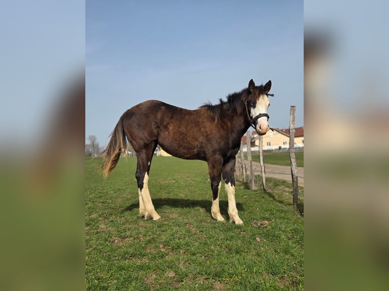 American Paint Horse Stute 1 Jahr Overo-alle-Farben in Sombacour val d usiers