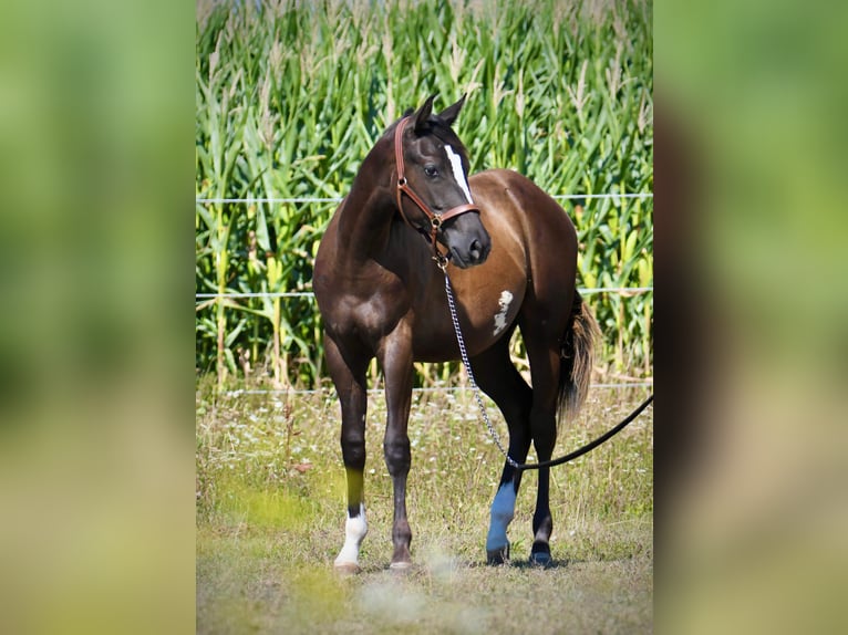 American Paint Horse Stute 1 Jahr Rappe in Thalheim bei Wels