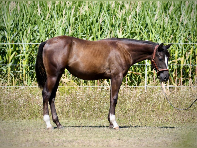 American Paint Horse Stute 1 Jahr Rappe in Thalheim bei Wels