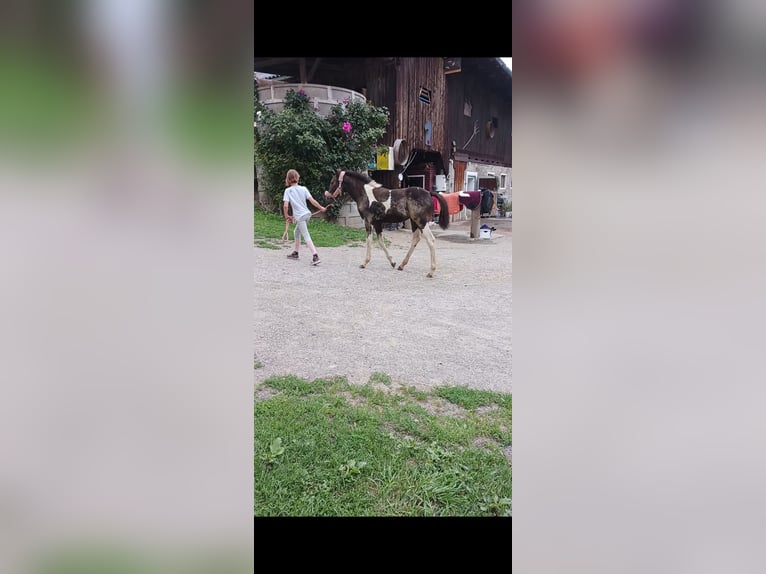 American Paint Horse Mix Stute 1 Jahr Schecke in Paternion