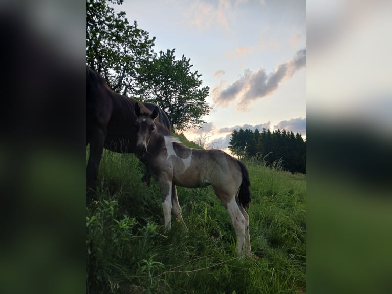 American Paint Horse Mix Stute 1 Jahr Schecke in Paternion