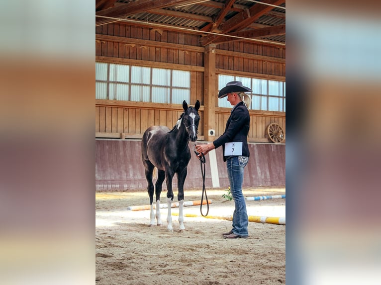 American Paint Horse Stute 1 Jahr Schecke in Haldenwang