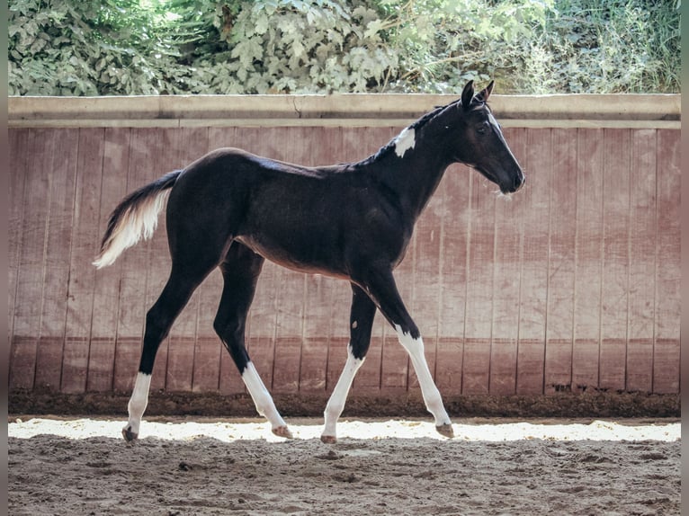 American Paint Horse Stute 1 Jahr Schecke in Haldenwang
