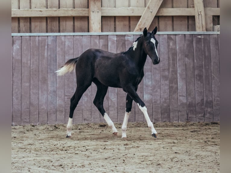 American Paint Horse Stute 1 Jahr Schecke in Haldenwang