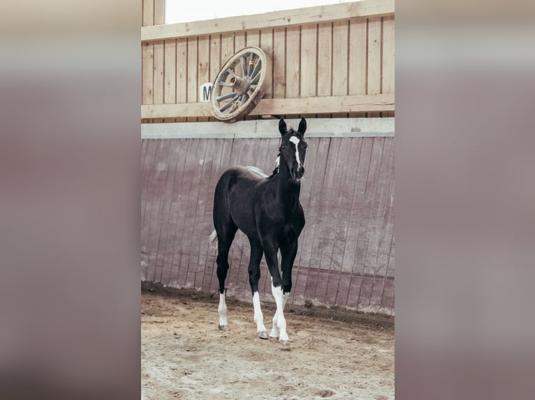 American Paint Horse Stute 1 Jahr Schecke in Haldenwang